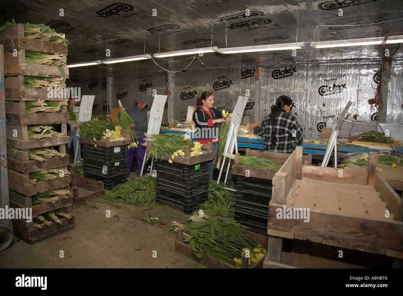 Woman packaging flowers in warehouse at commercial flower farm in Mt