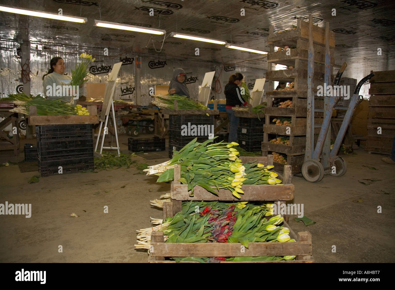 Woman packaging flowers in warehouse at commercial flower farm in Mt