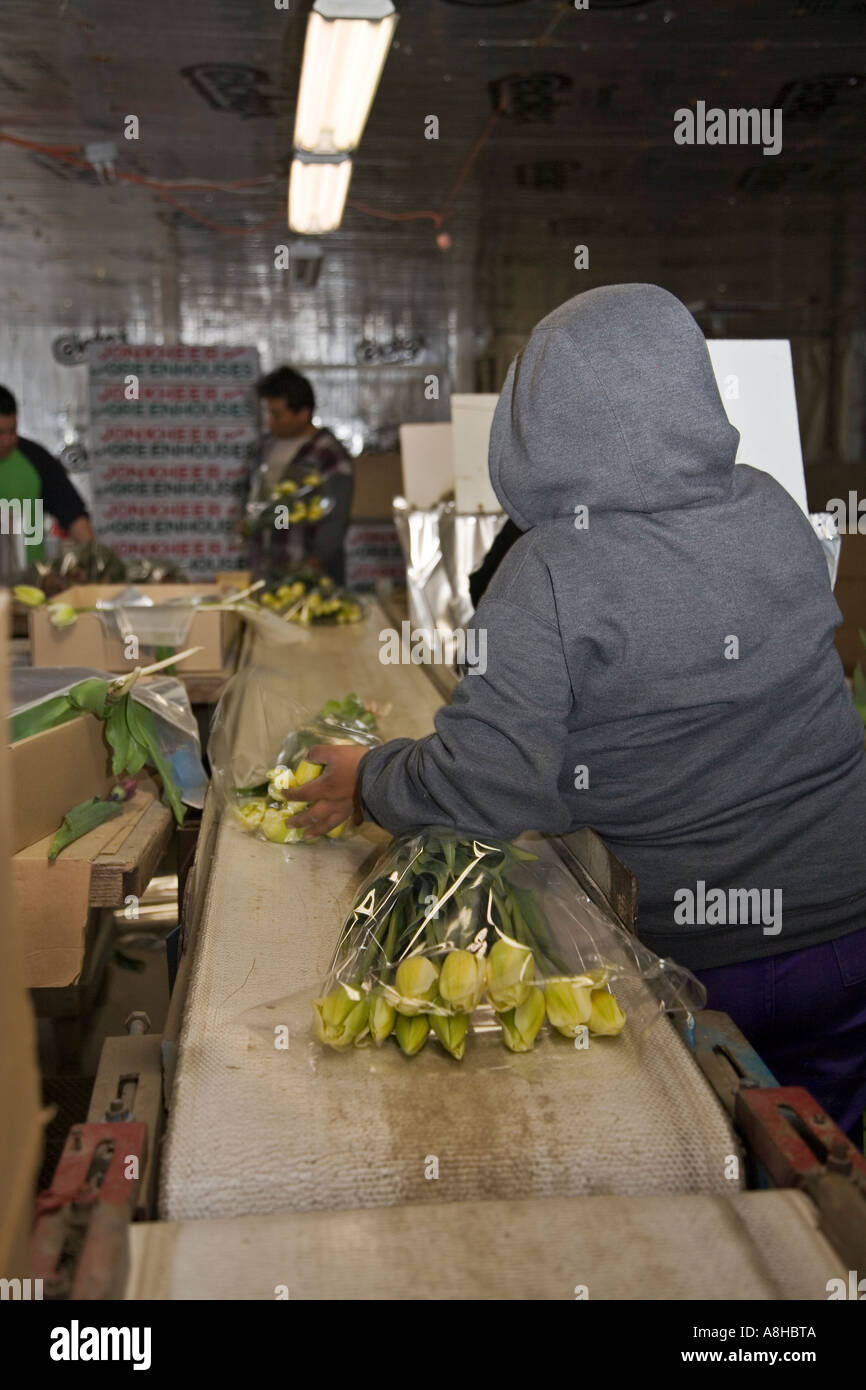 Woman packaging flowers in warehouse at commercial flower farm in Mt