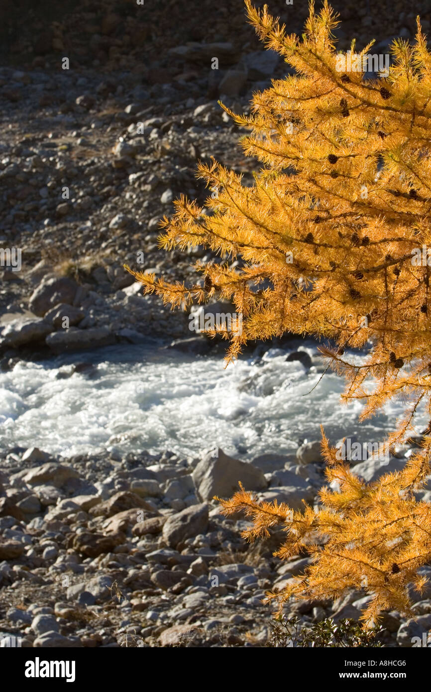 Tree By Stream Fall Tree deciduous stream river hi-res stock photography and images - Alamy