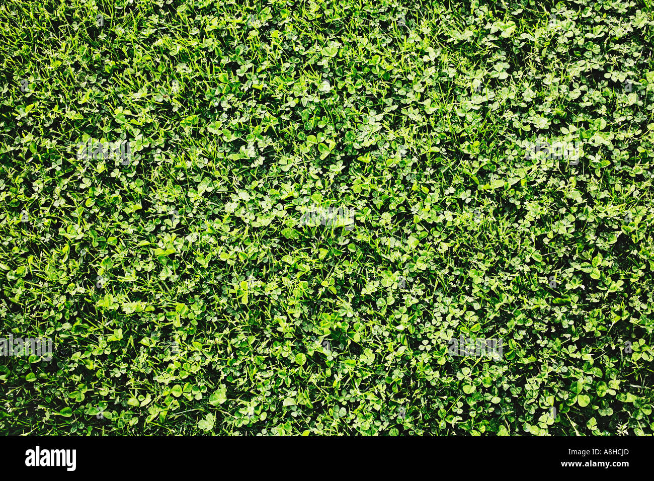 Green Grass And Clover Stock Photo