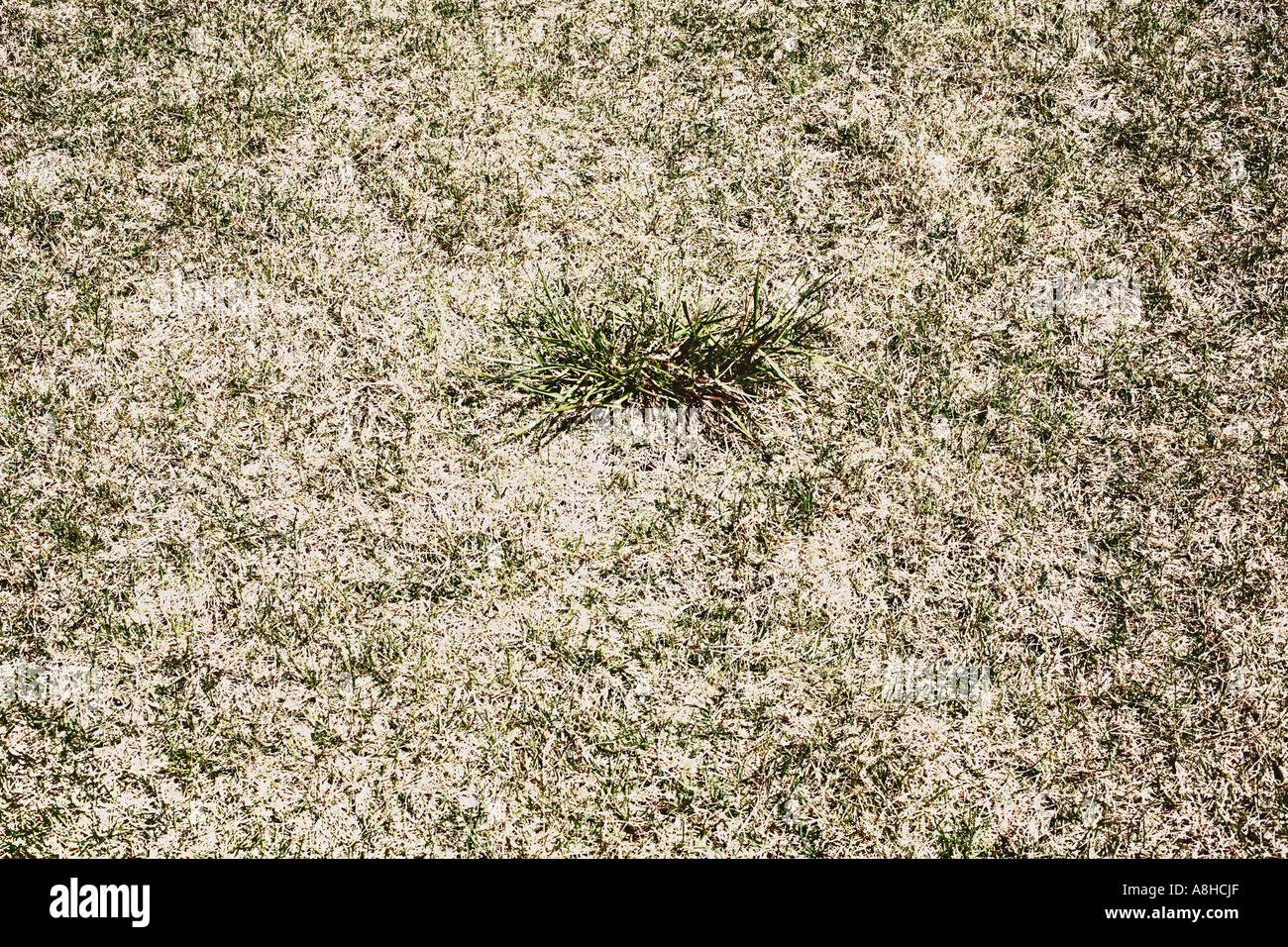 Bundle Of Dry Grass Stock Photo Alamy