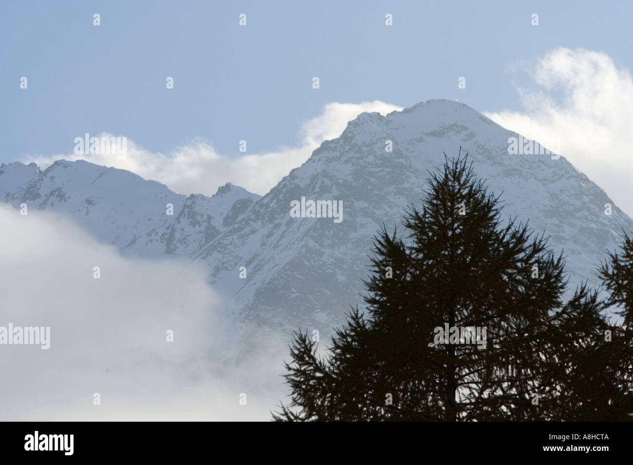 Larch tree italian alps hi-res stock photography and images - Alamy