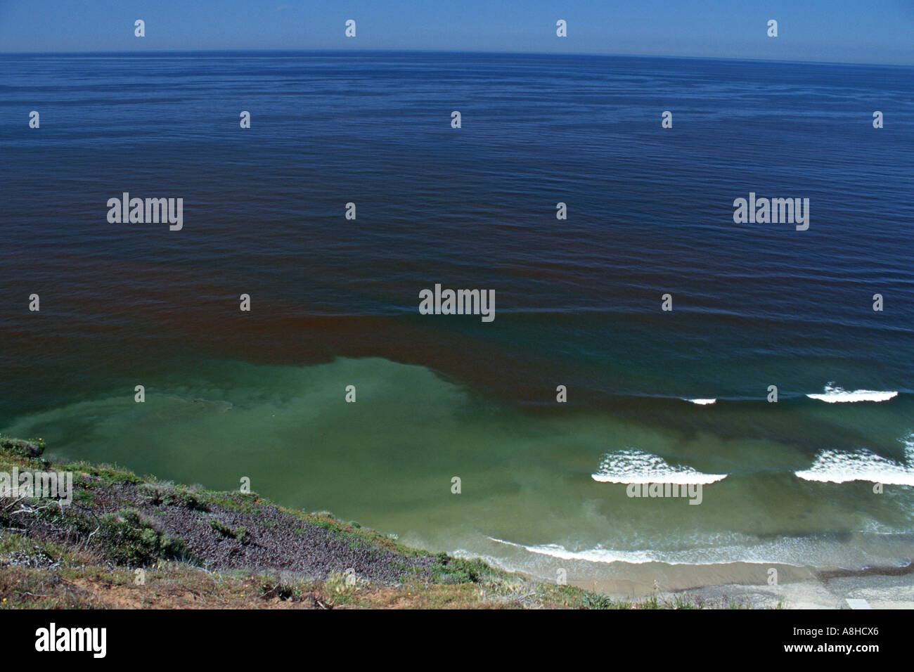 A sudden growth or bloom of the dinoflagellate Gonyaulax causes red