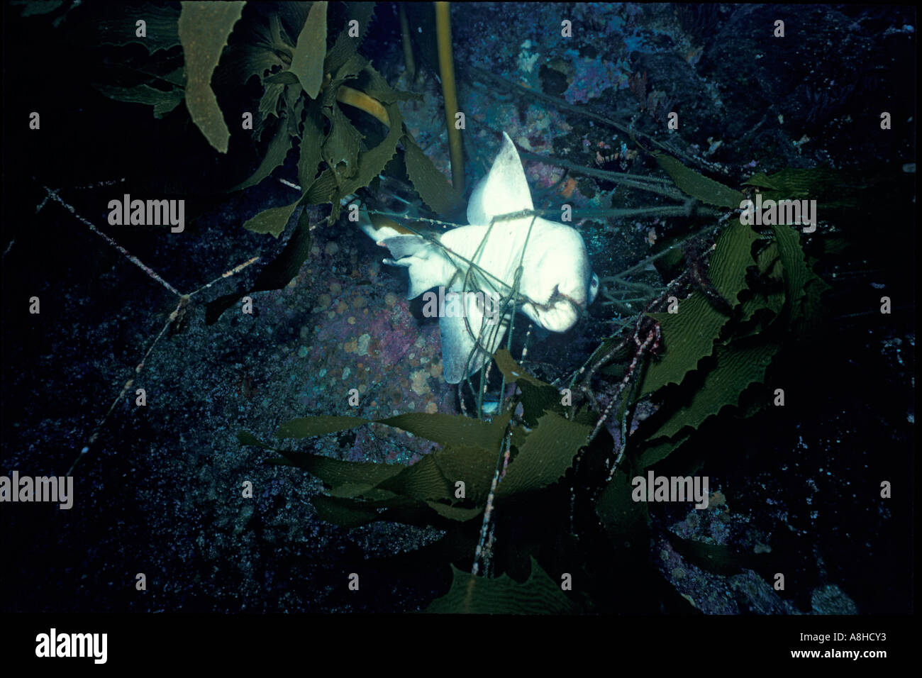 Abandoned fishing nets called Ghost nets continue to catch and kill Stock Photo 6917810 Alamy