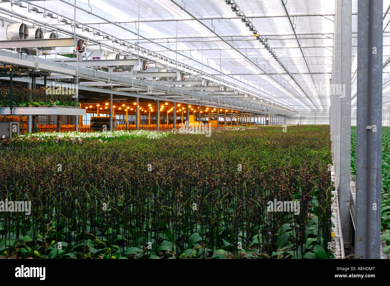 Greenhouse with culture place Westland province Zuid Holland Nederland