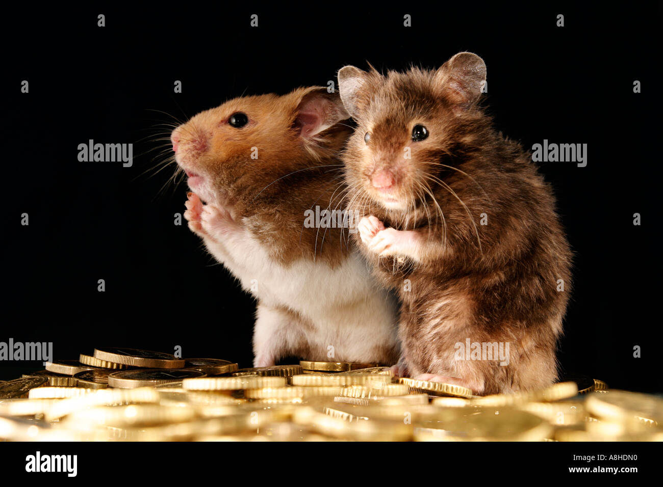 Golden hamster with euros Stock Photo