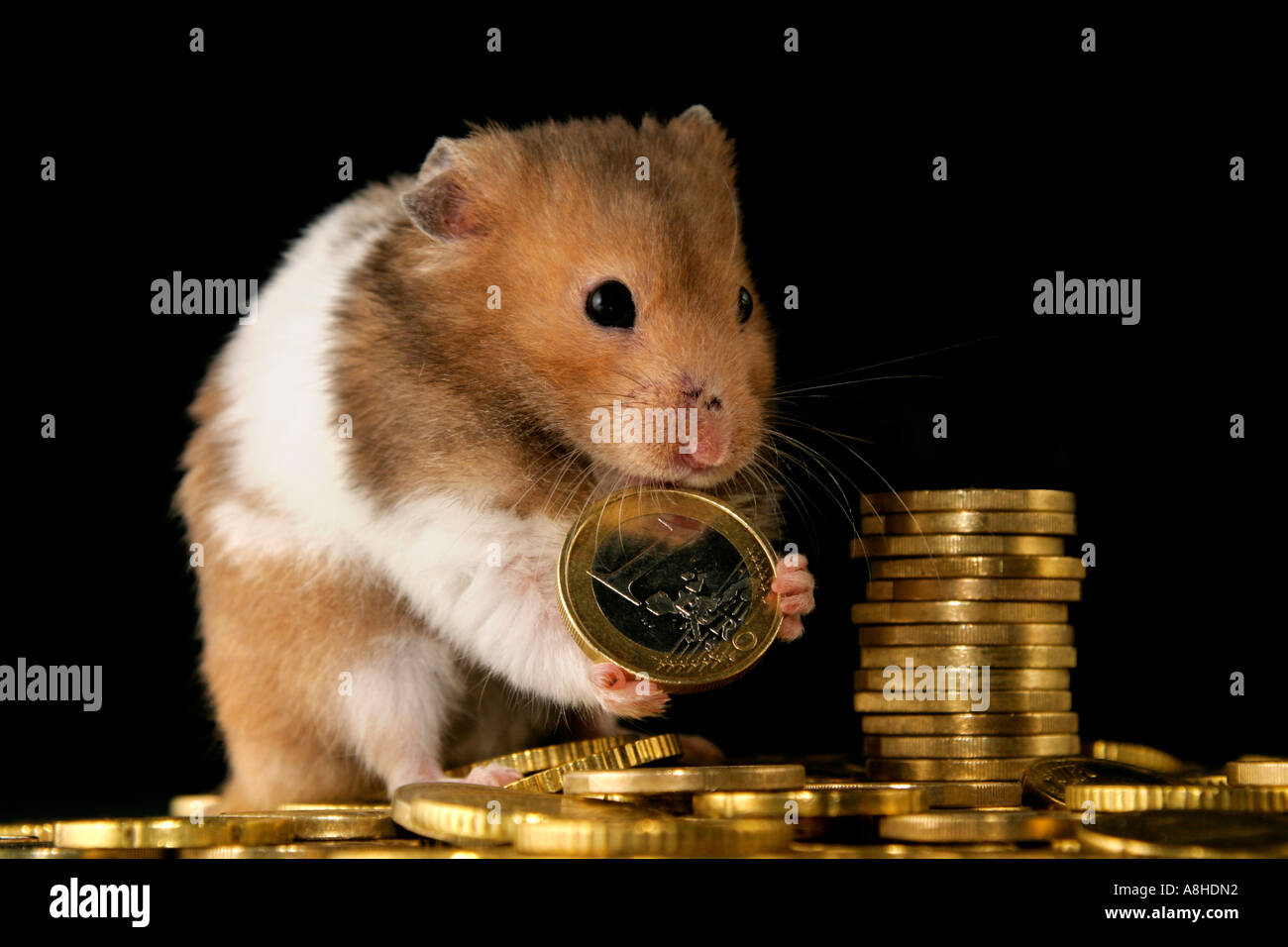 Golden hamster with euros Stock Photo