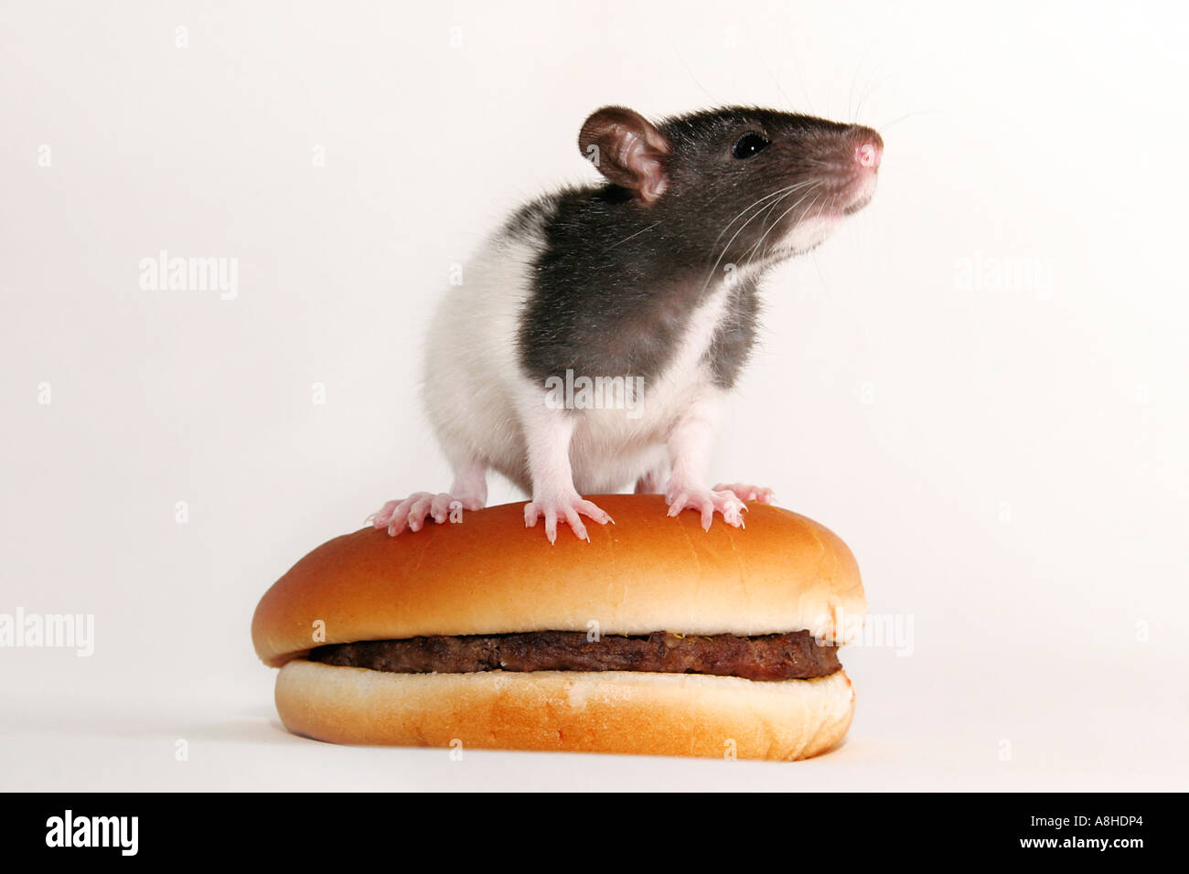 Rat and fast food Stock Photo