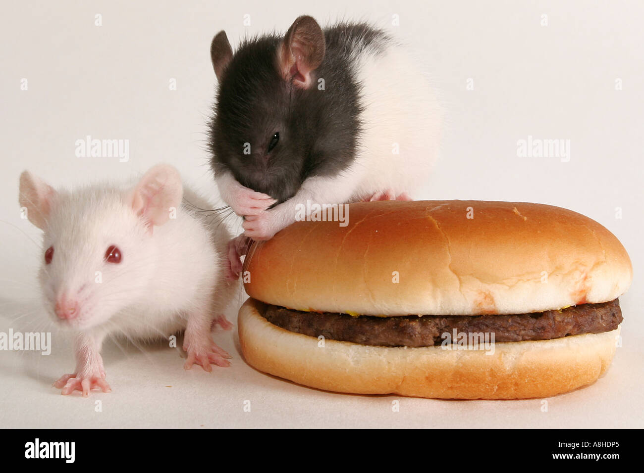 Rat and fast food Stock Photo