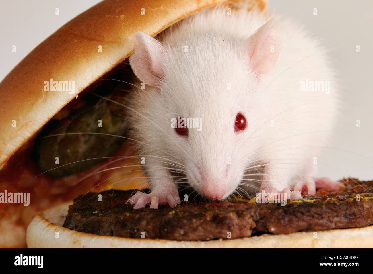 Rat and fast food Stock Photo