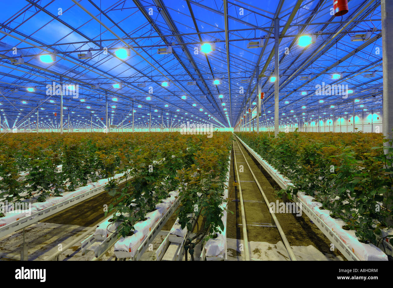 Rose Greenhouse at the evening with lights Stock Photo Alamy