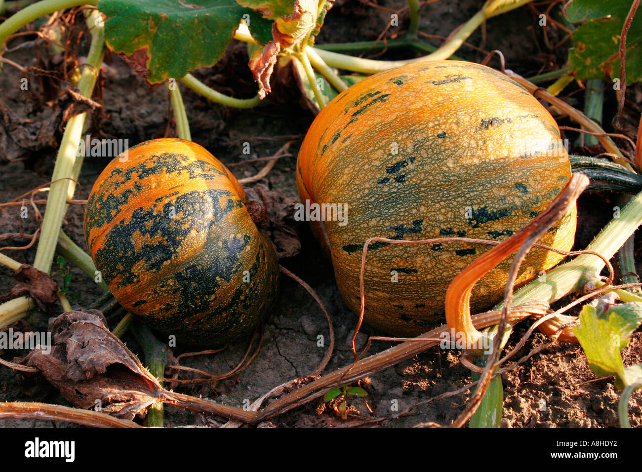 Cucurbits Stock Photo