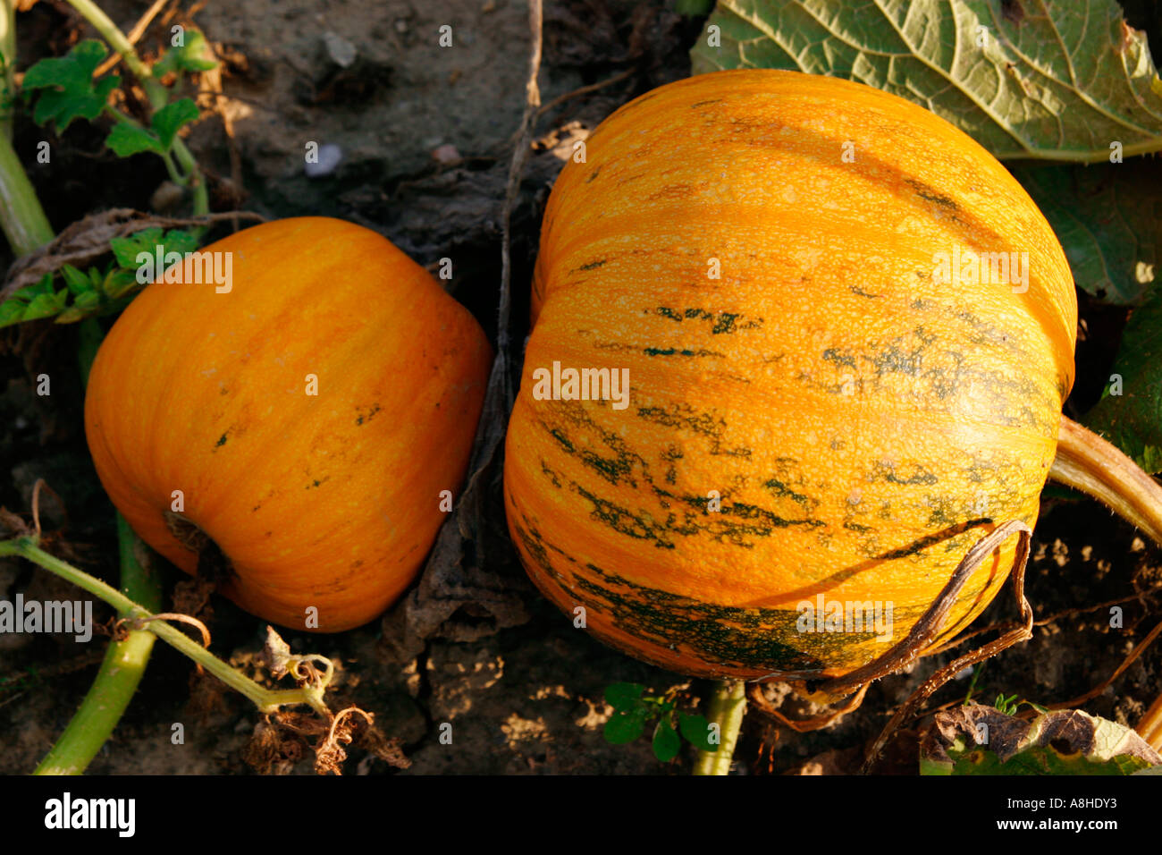 Cucurbits Stock Photo
