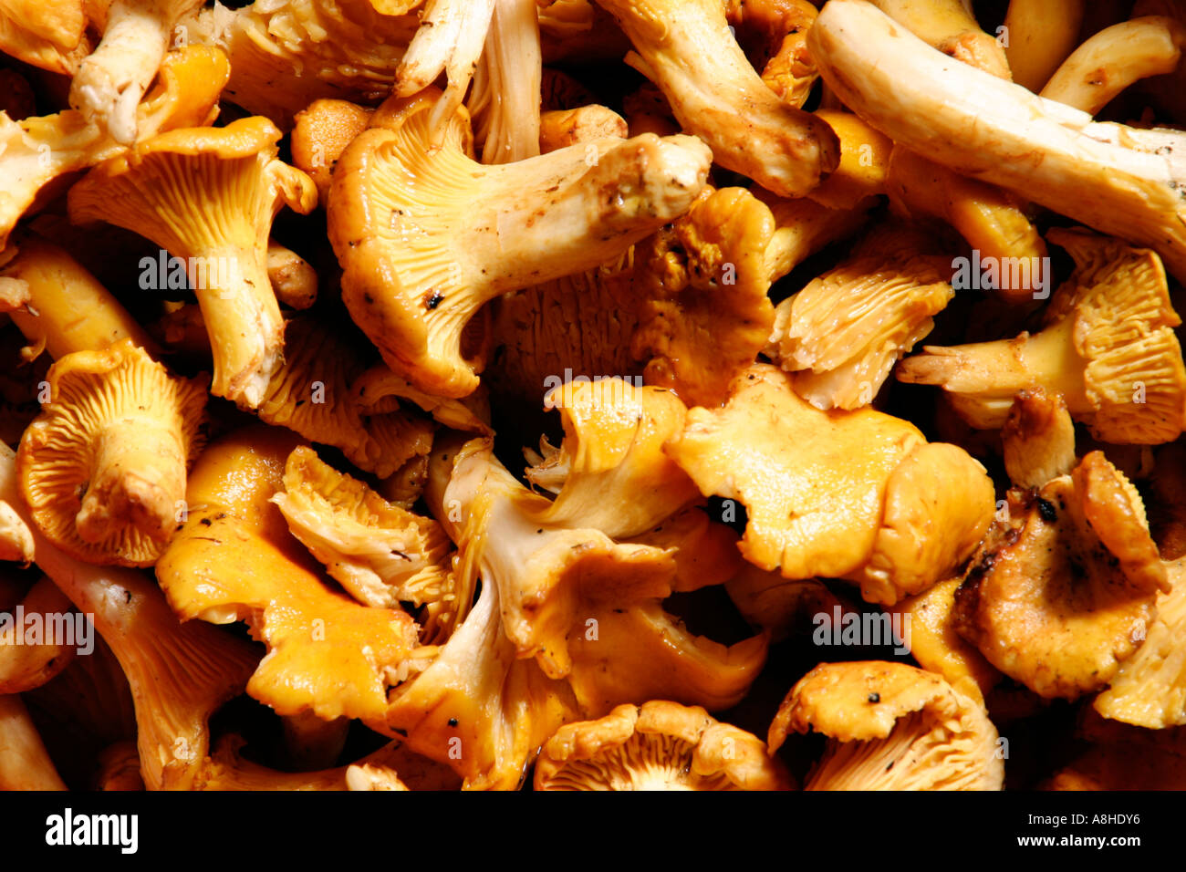 Chanterelle Stock Photo