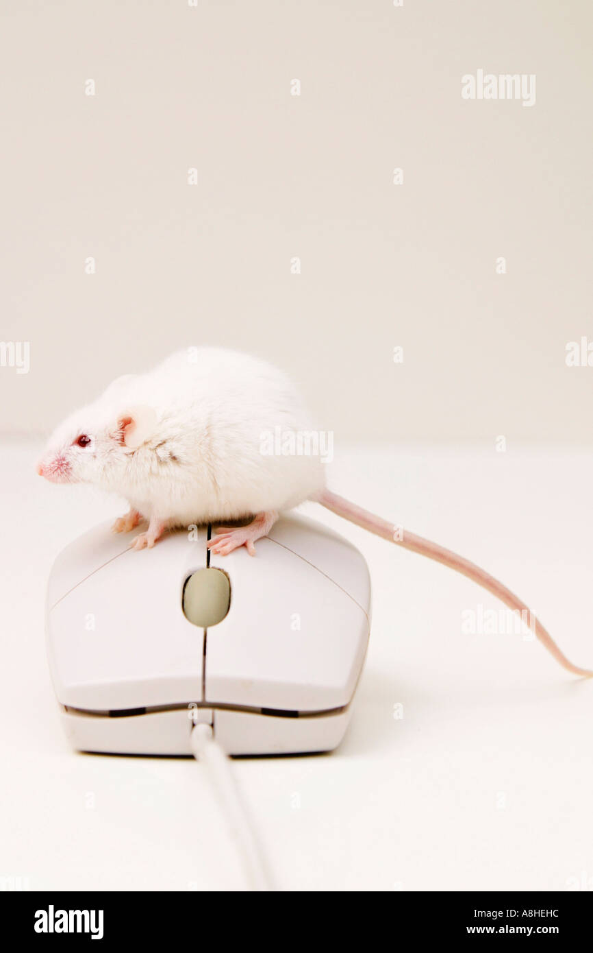 Mouse and mouse Stock Photo
