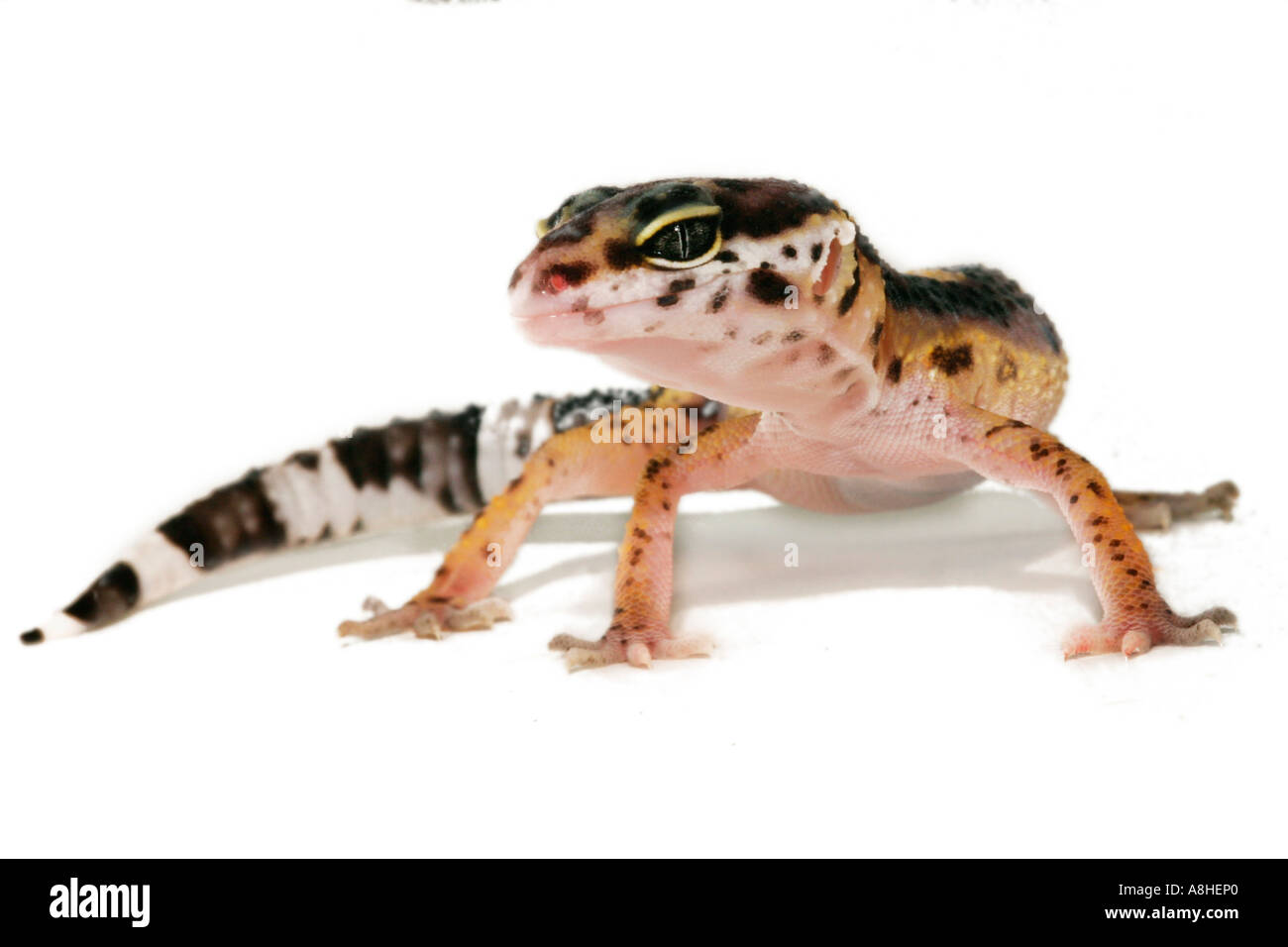 Eopard gecko (Eublepharis macularius) Stock Photo
