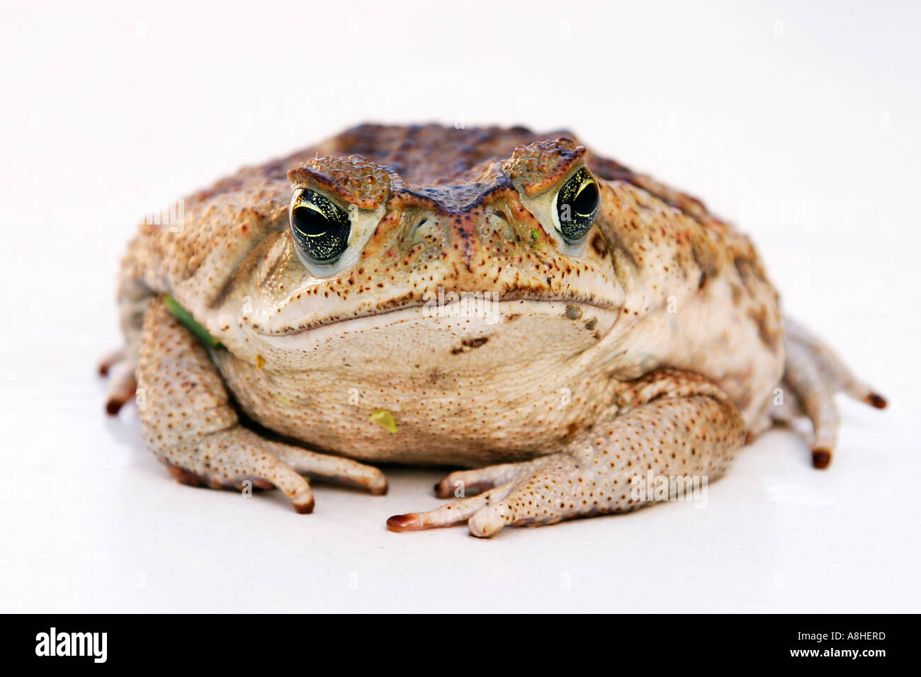 Bufo marinus Stock Photo