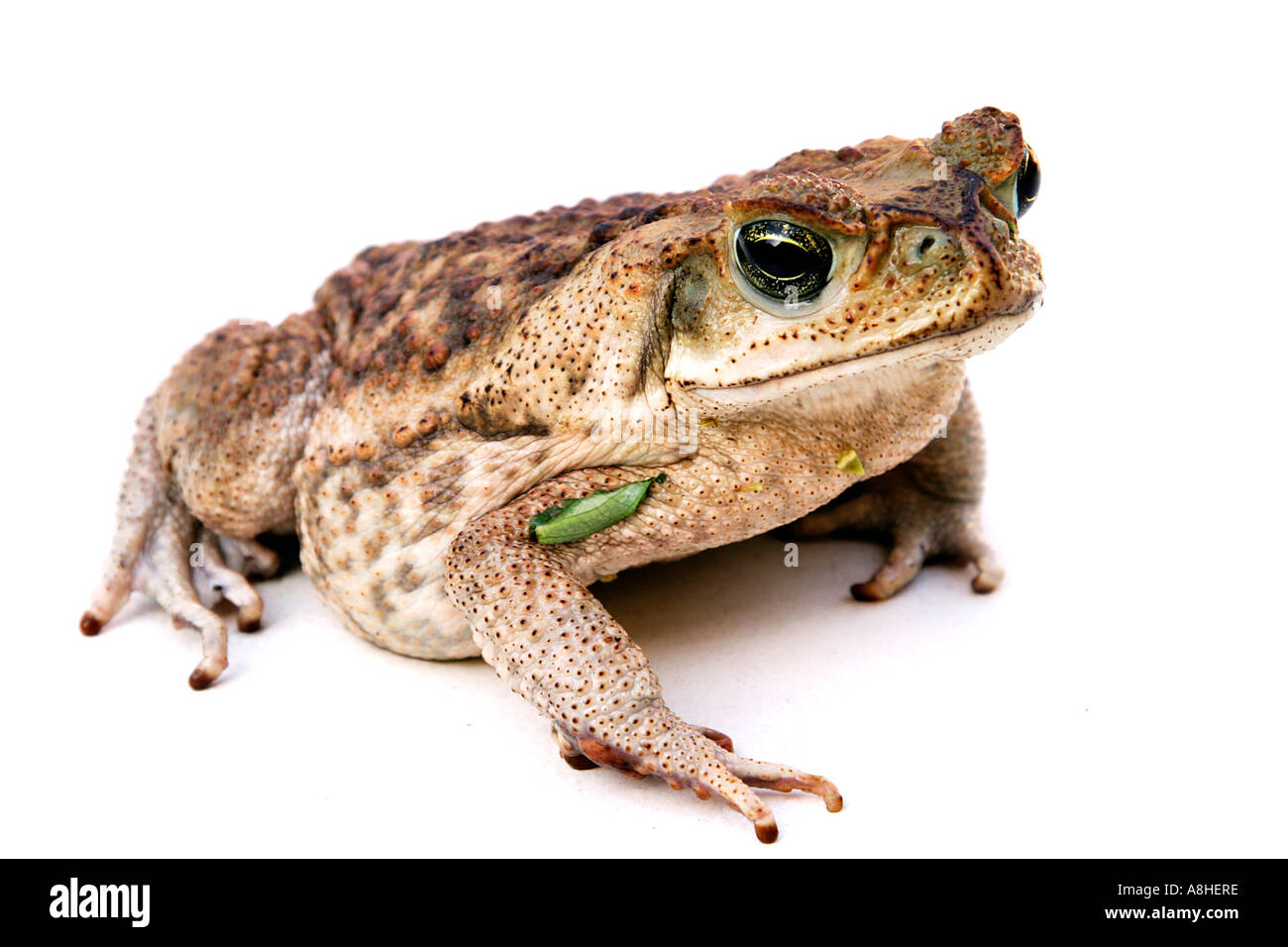 Bufo marinus Stock Photo