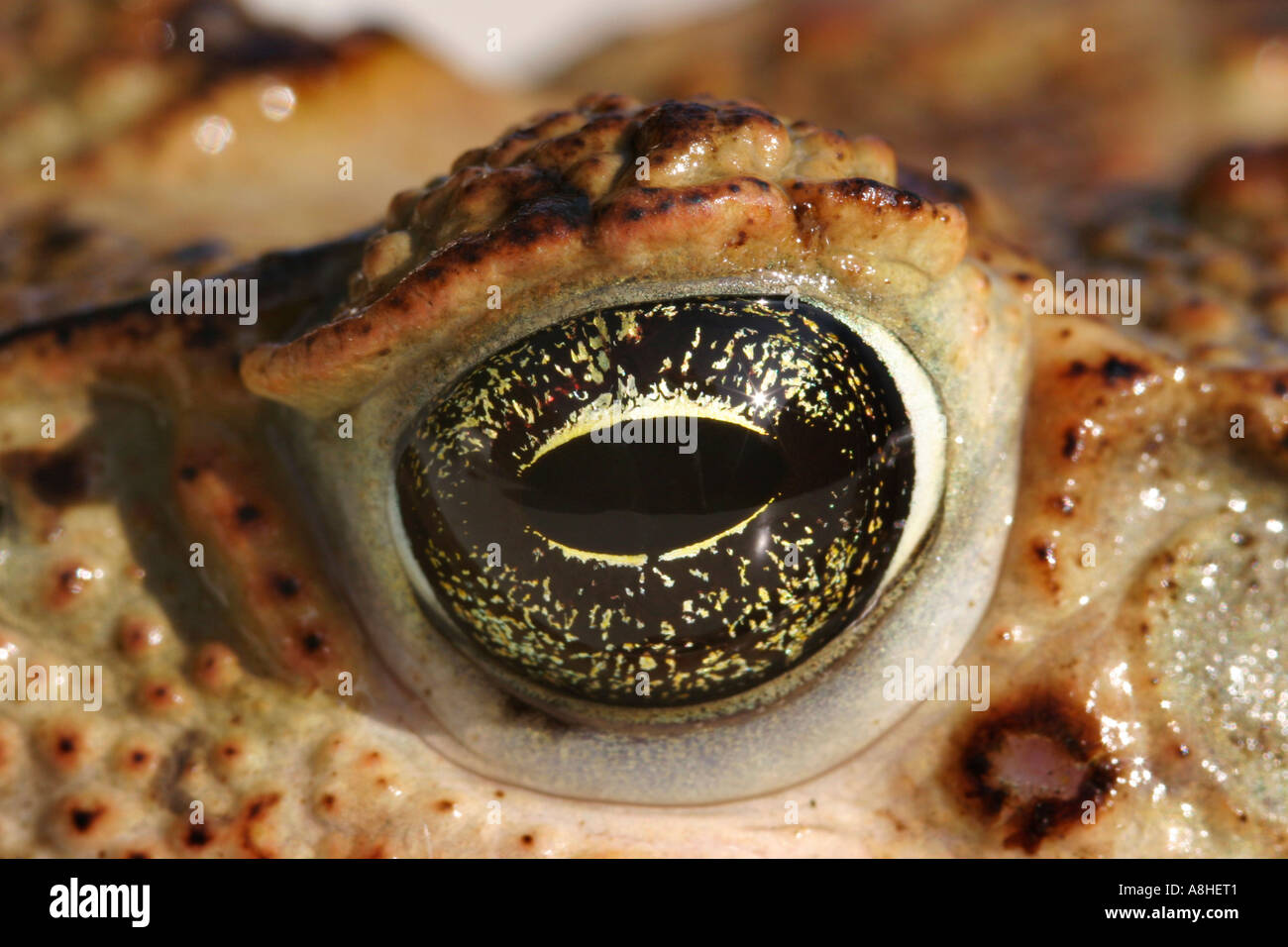 Bufo marinus Stock Photo