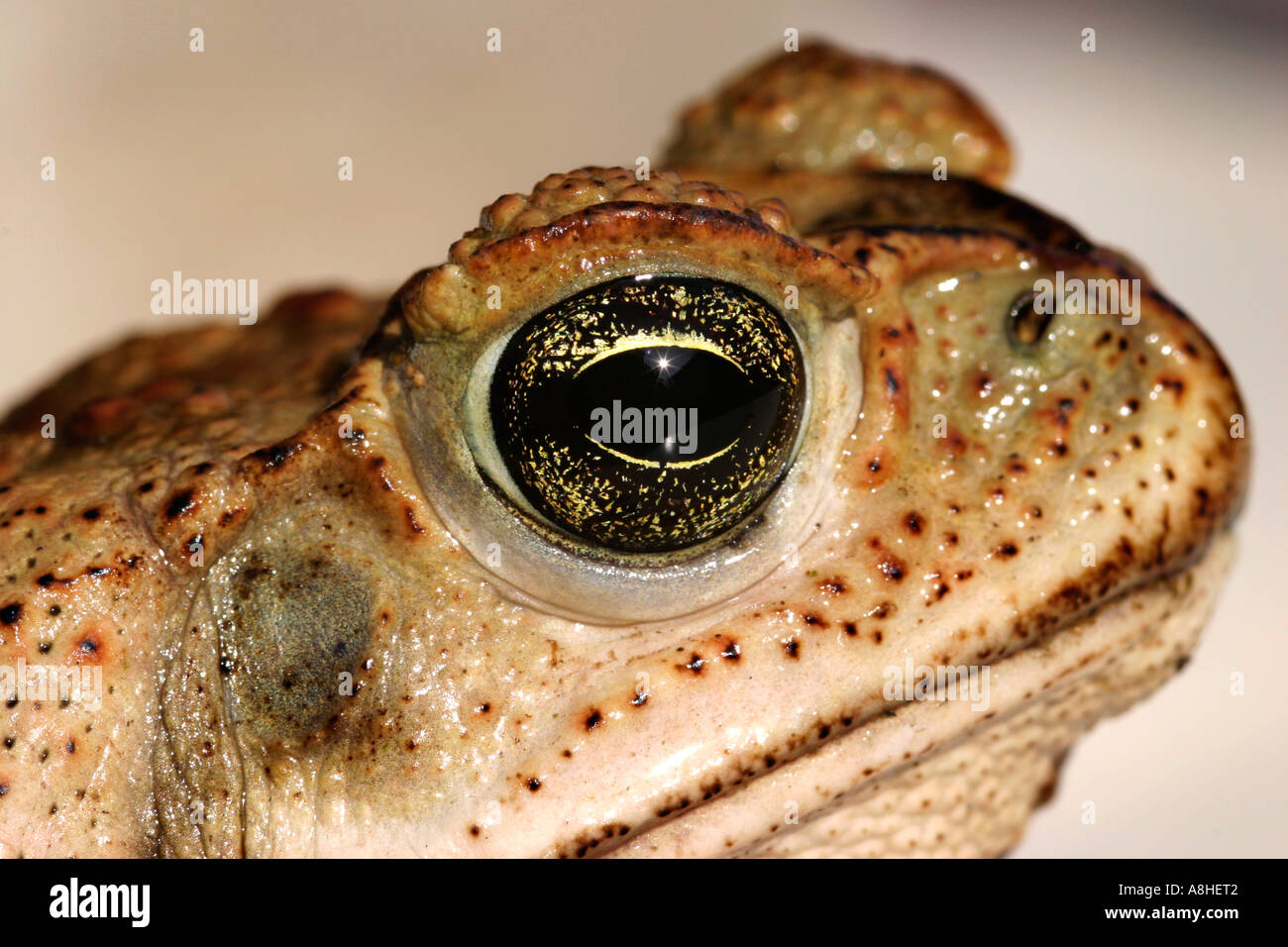 Bufo marinus Stock Photo