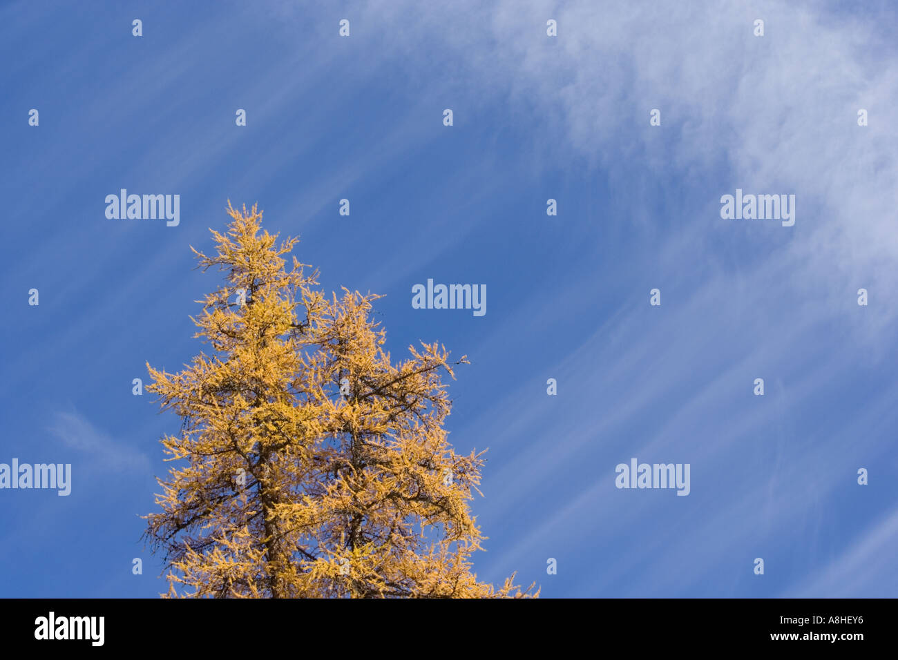 Wind tree alps hi-res stock photography and images - Alamy
