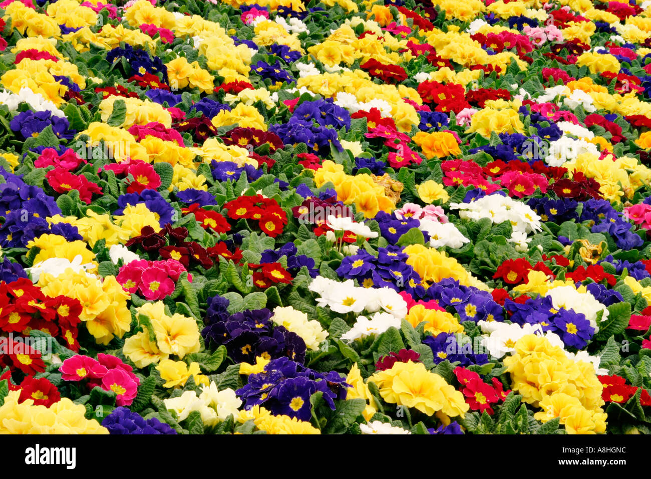 JARDIN PRIMROSE