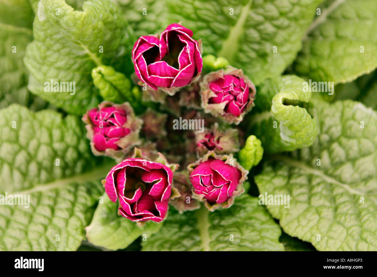 Primrose in a gardening Stock Photo