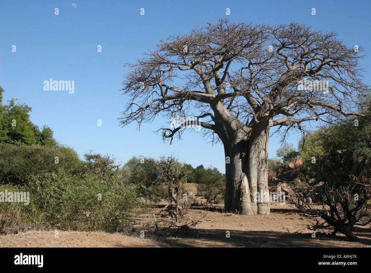 Baobab Tree Limpopo river Mapungubwe national park Shalimpo Botswana zimbabwe South Africa Stock Photo