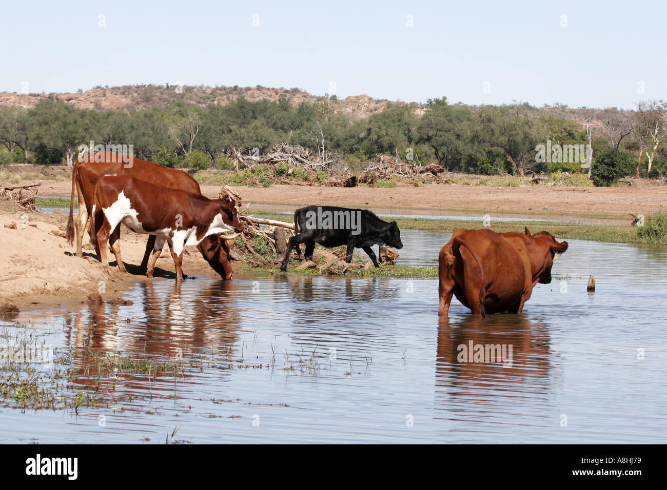 Cattle wading in water Stock Photo