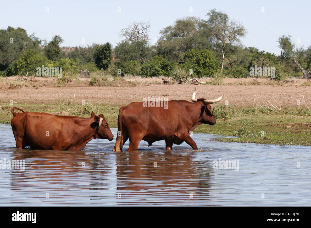 Cattle wading in water Limpopo river Stock Photo