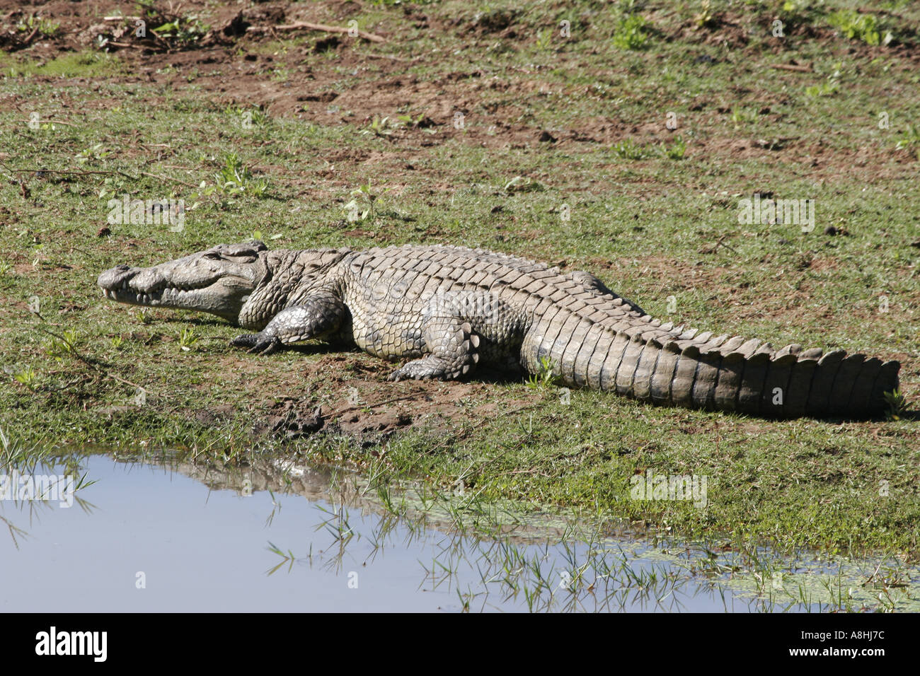 Crocodile basking in the sun Limpopo River Stock Photo