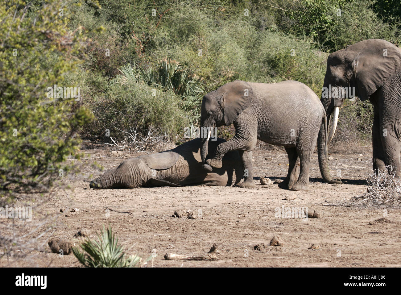 Elephant calves playing Stock Photo
