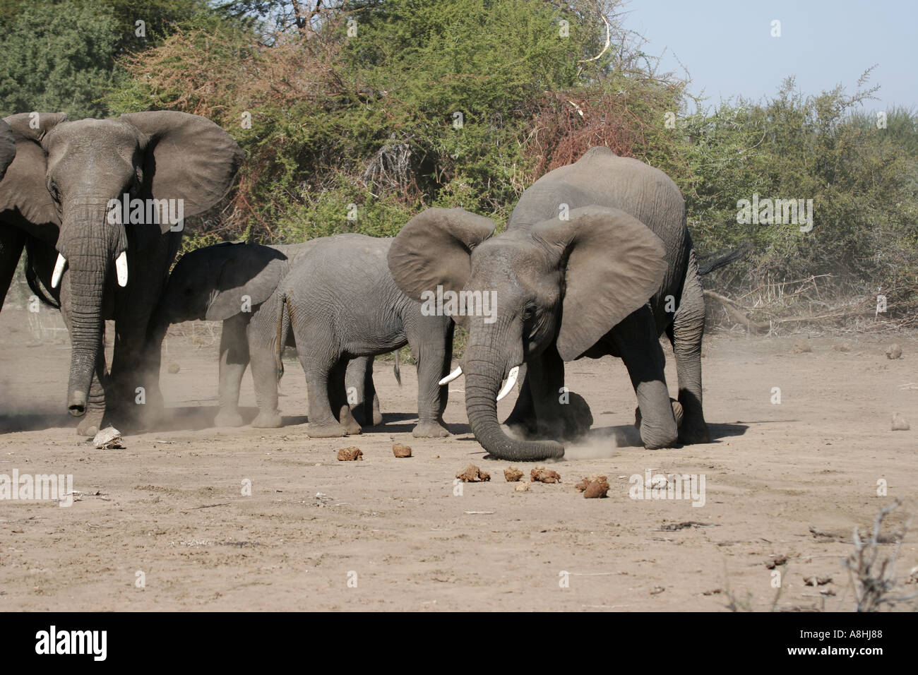 Elephant kneeling hires stock photography and images Alamy