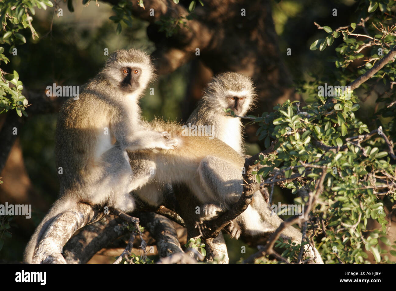 Vervet monkey Chlorocebus aethiops grooming in the morning sun shalimpo Botswana Tuli block africa Stock Photo
