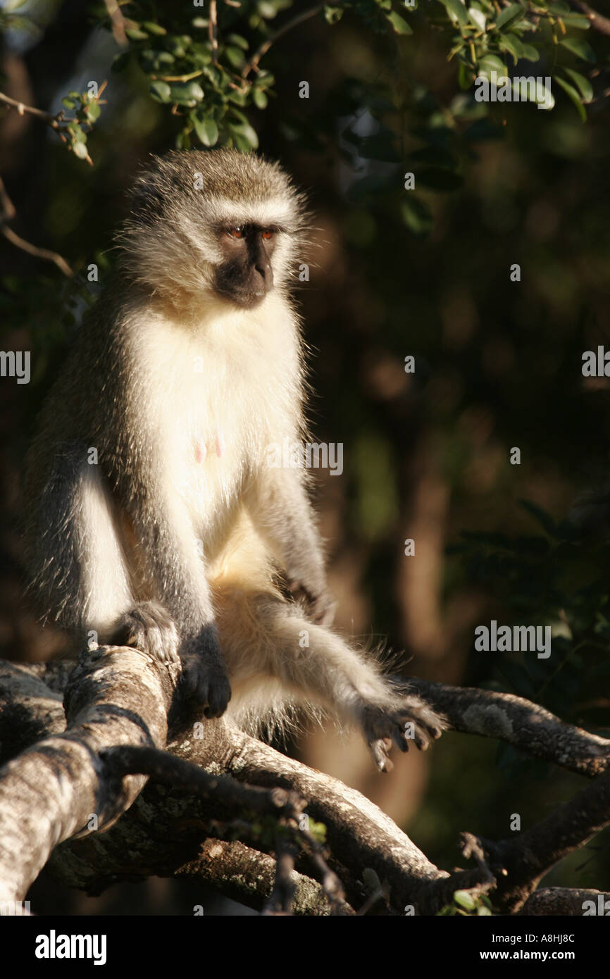 Vervet monkey Chlorocebus aethiops Stock Photo