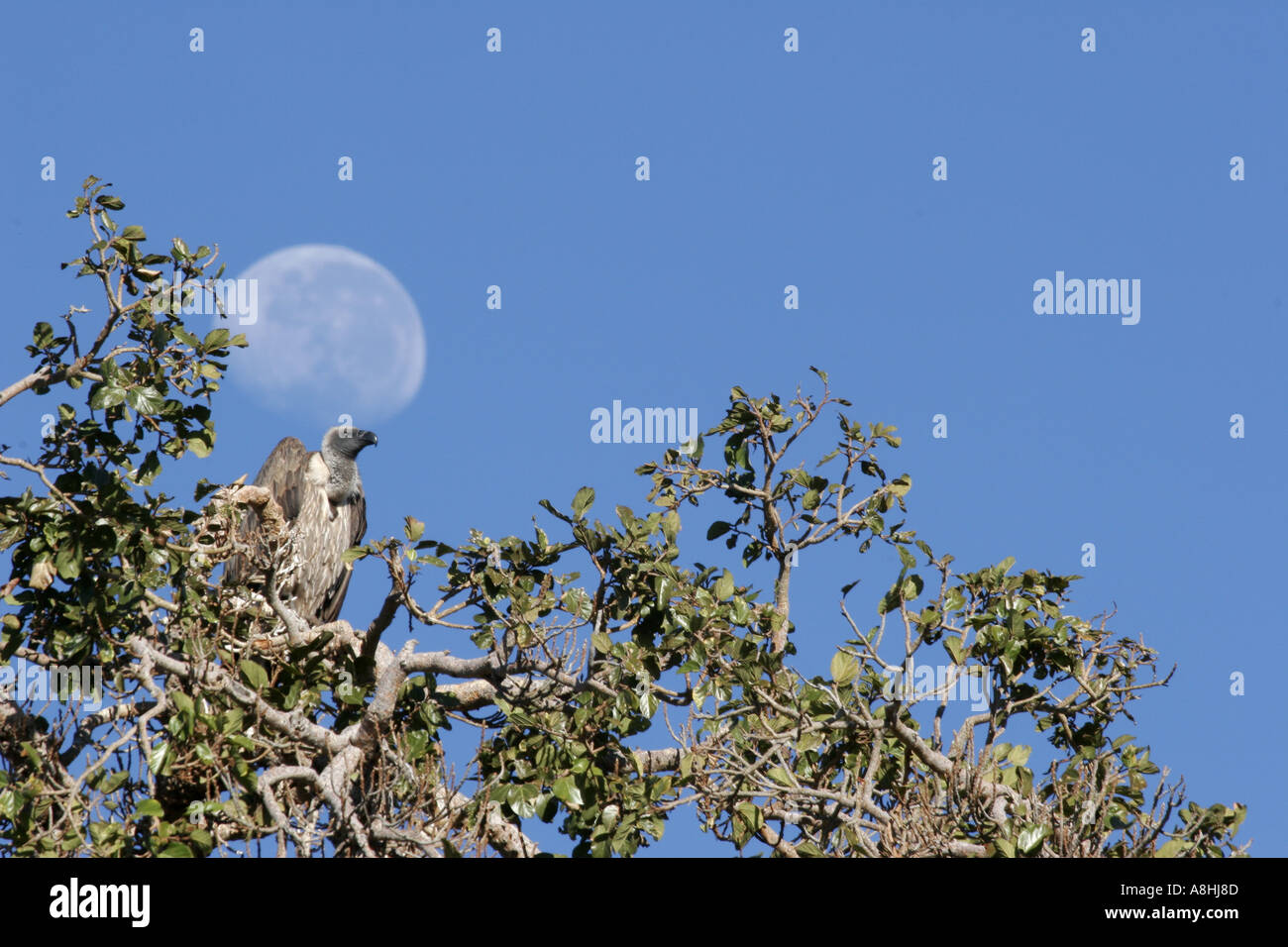 Vulture in the tree tops with moon in the background Stock Photo
