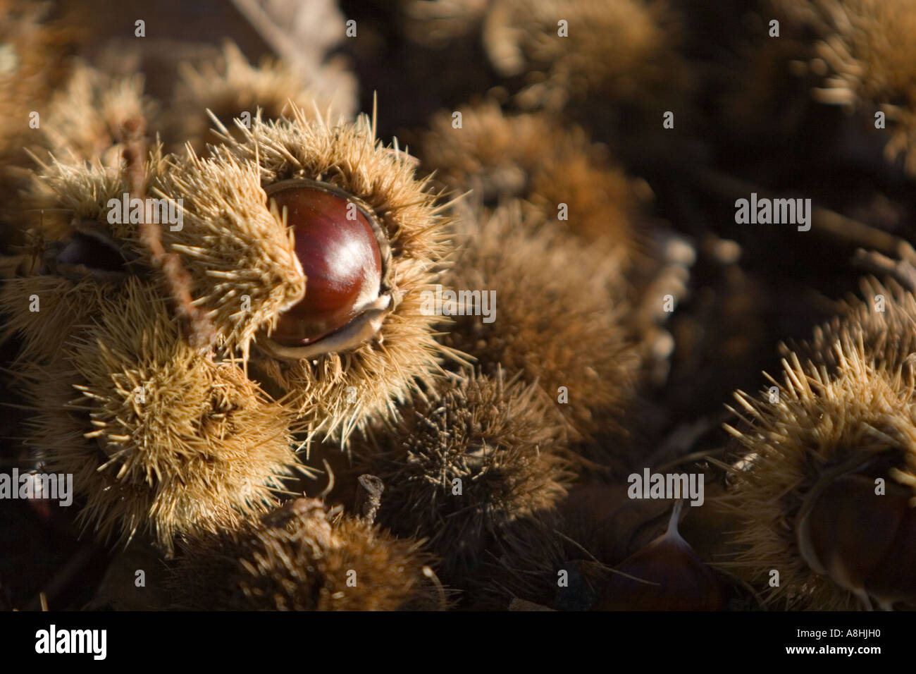 Chestnuts forest hi-res stock photography and images - Alamy