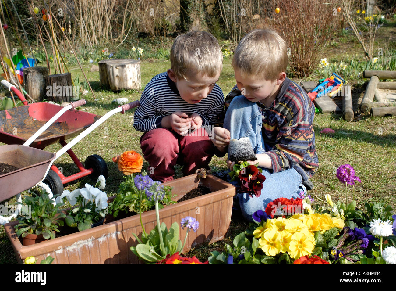 Seven and five year old boys are planting flowers in spring Stock Photo