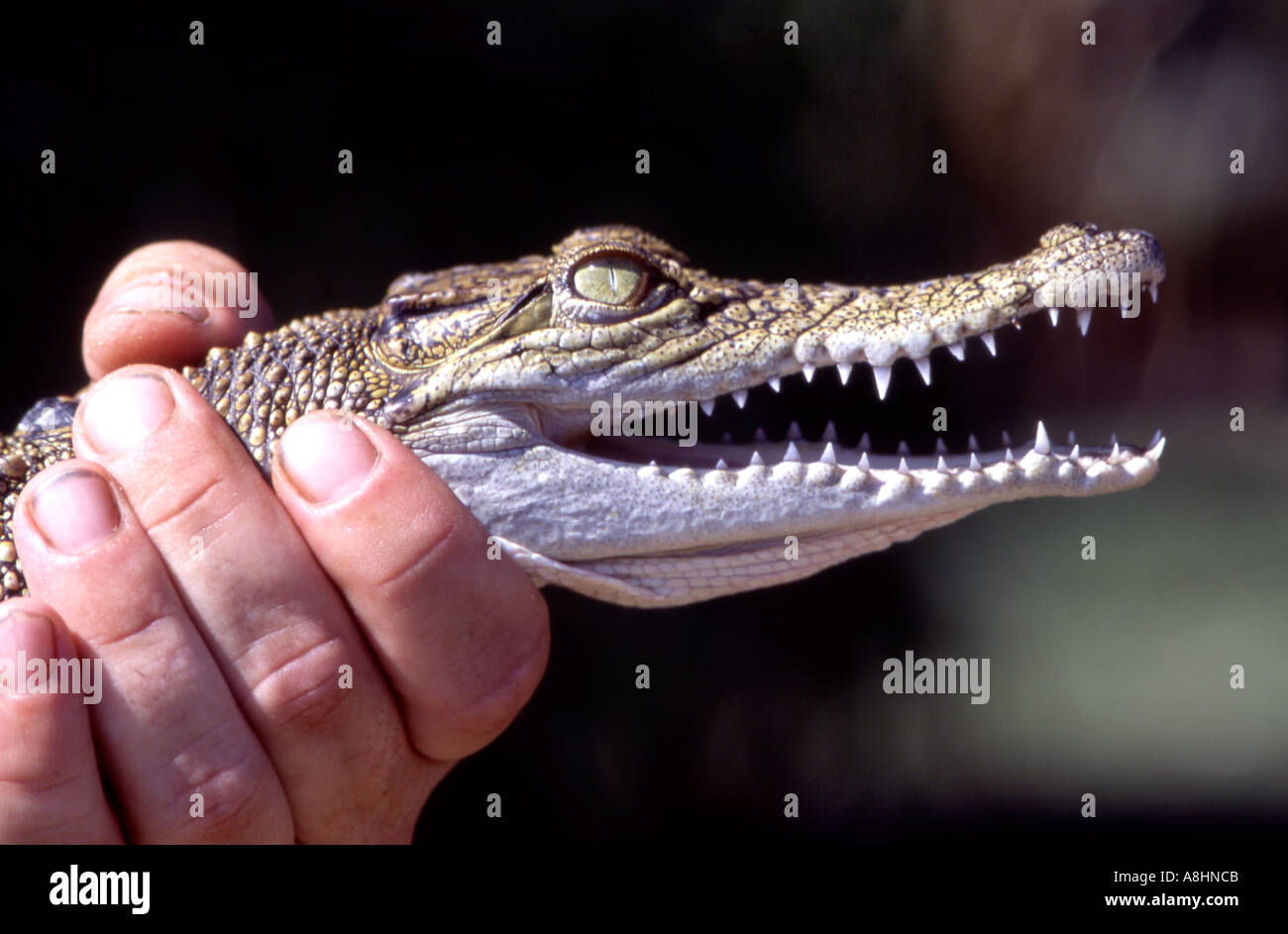 Australian Saltwater Crocodile Crocodylus porosus head detail Stock - Alamy