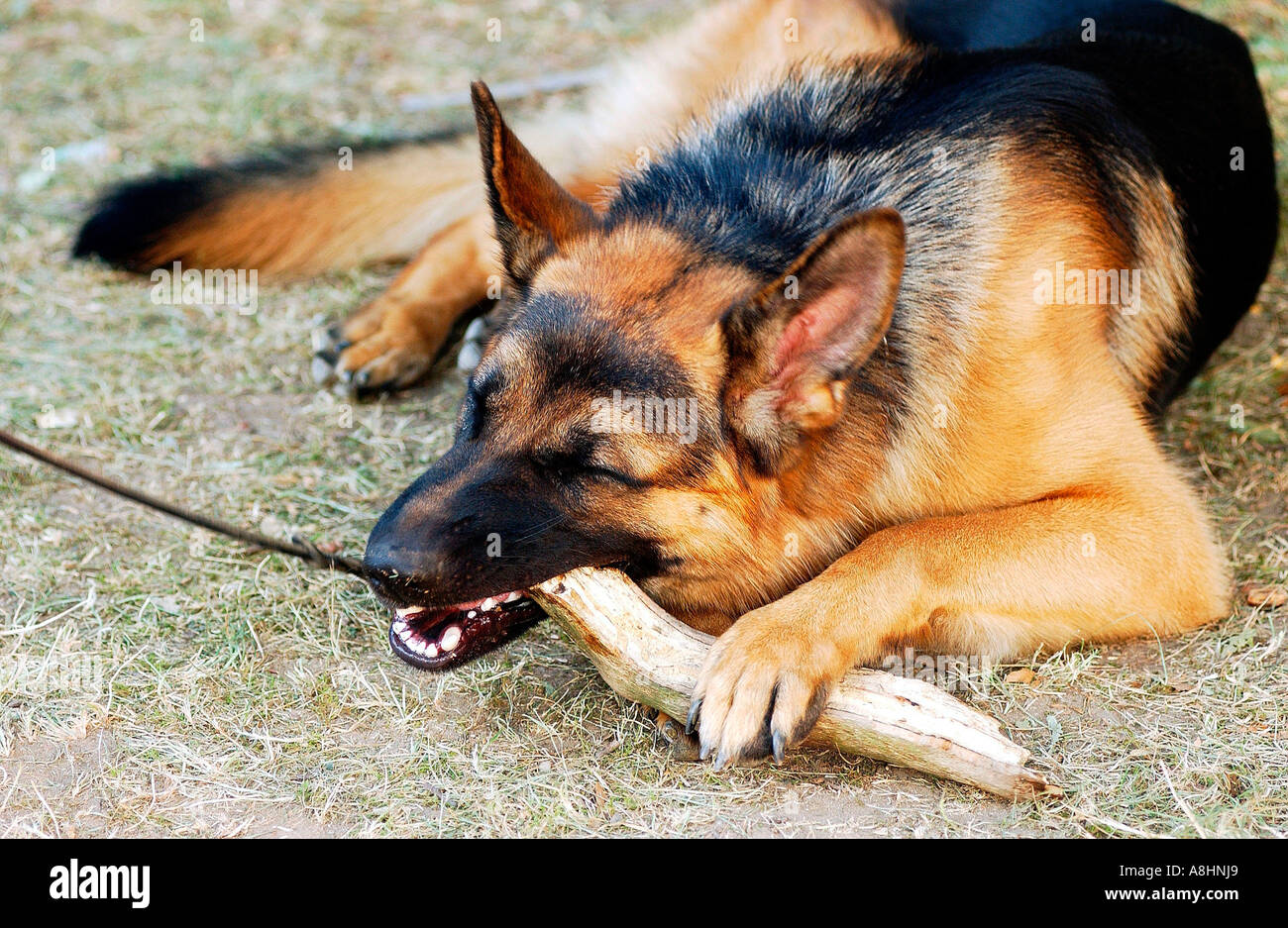 German shepherd chews on a wood stick Stock Photo