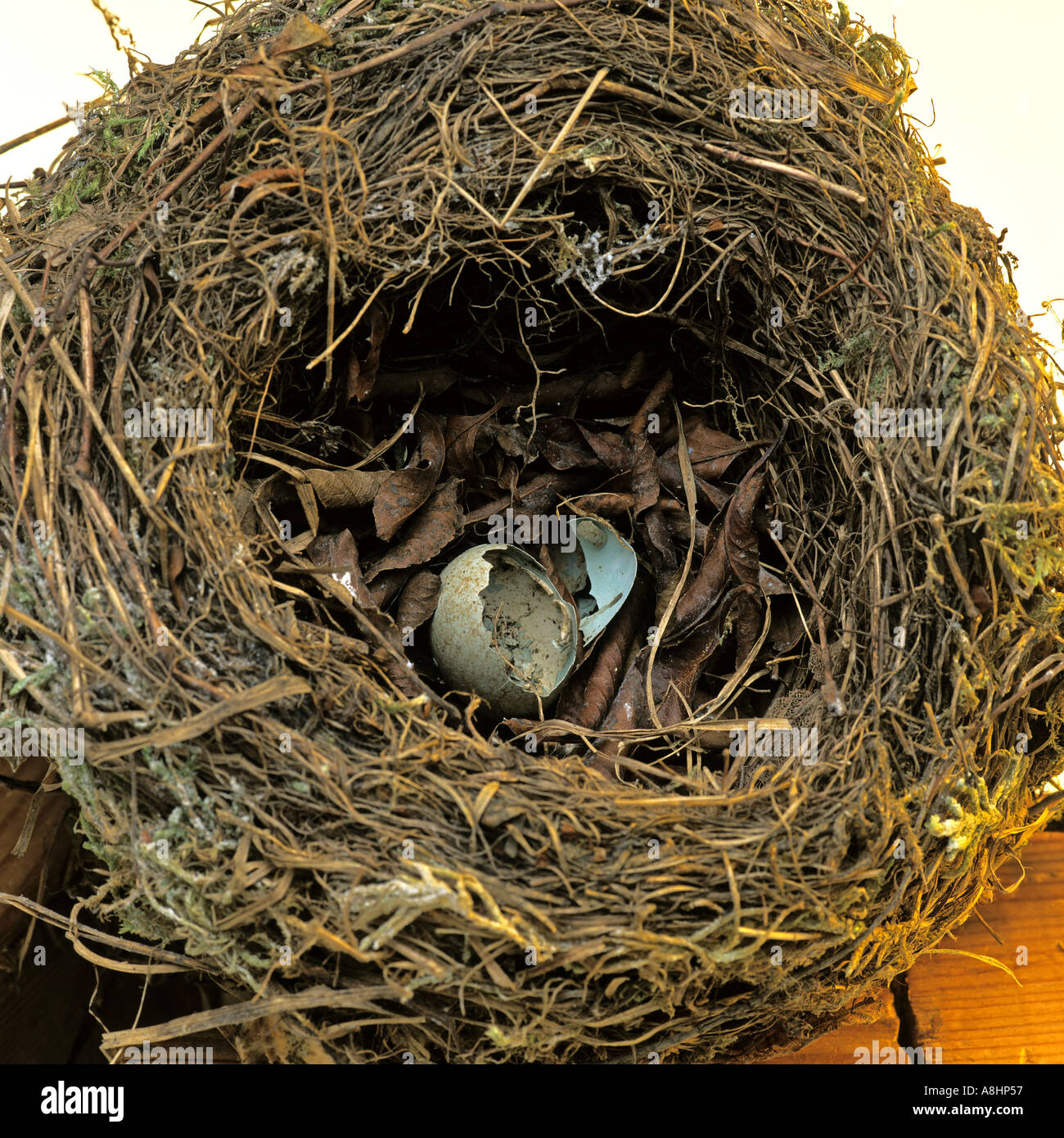 Empty birds nest broken egg hires stock photography and images Alamy