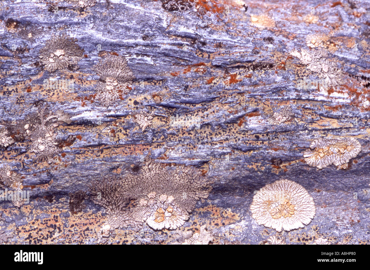 Abstract detail of various and colourful lichens on rocks rocky surface ...