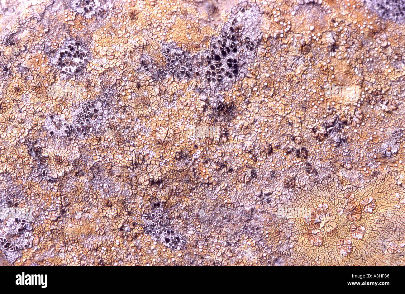 Abstract detail of various and colourful lichens on rocks rocky surface Stock Photo