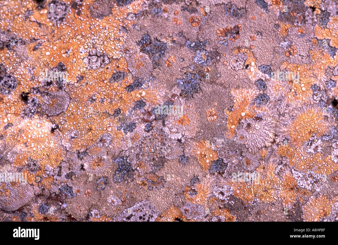 Abstract detail of various and colourful lichens on rocks rocky surface ...