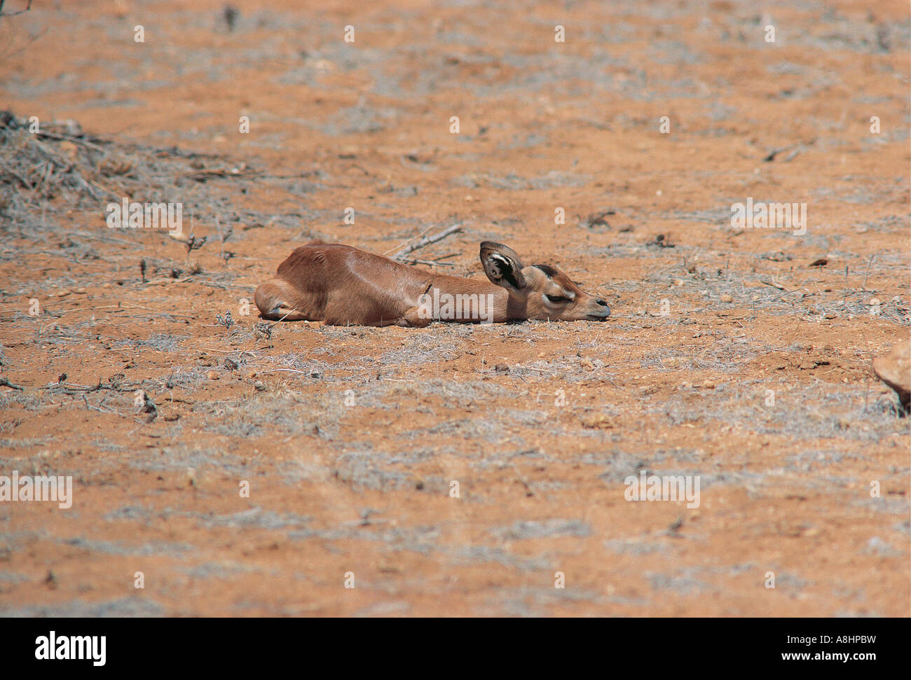 Baby Gerenuk lying cryptic posture with chin and ears flattened Samburu National Reserve Kenya Stock Photo