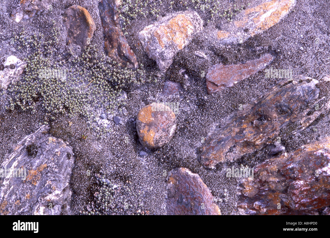 Abstract detail of various and colourful lichens on rocks rocky surface ...