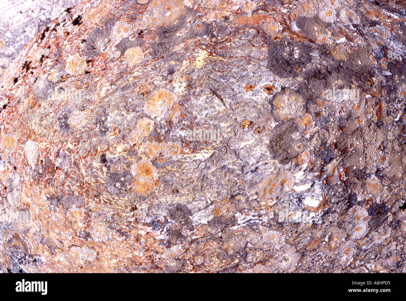 Abstract detail of various and colourful lichens on rocks rocky surface ...