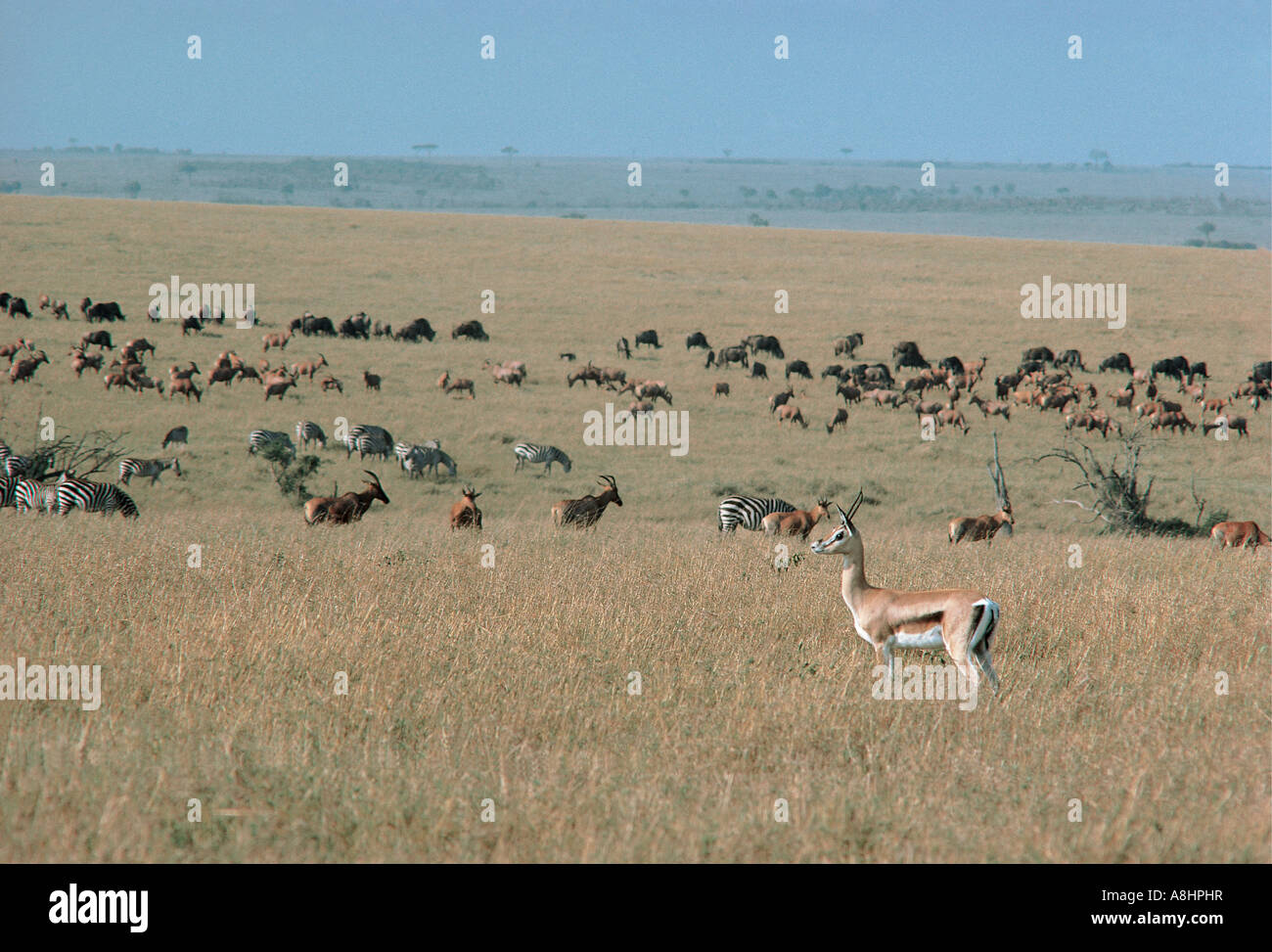 Grants Gazelle Topi and Common Zebra in the Masai Mara National Reserve ...