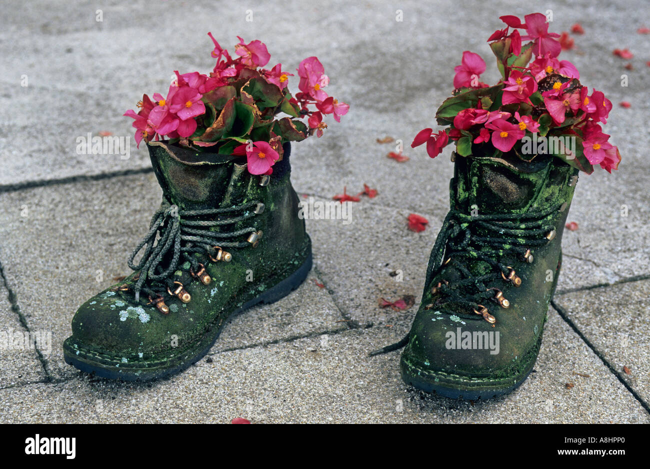Funny photo of boots hi-res stock photography and images - Alamy